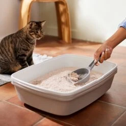 Frisco Natural Unscented Clumping Grass Cat Litter 13 Frisco Natural Unscented Clumping Grass Cat Litter -Frisco 132396 PT4. AC SS1800 V1659023512