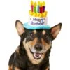 Frisco Birthday Cake Dog & Cat Hat -Frisco 139518 MAIN. AC SS1800 V1540401491
