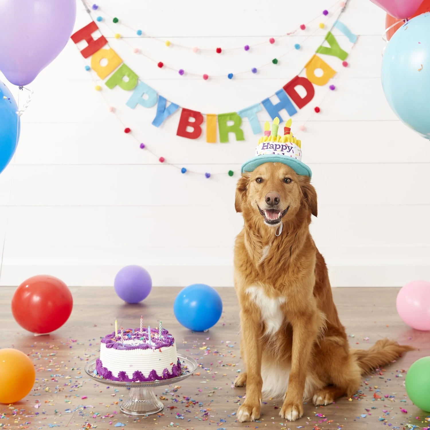 Frisco Birthday Cake Dog & Cat Hat 7 Frisco Birthday Cake Dog & Cat Hat - Image 5