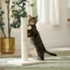 Frisco 21-in Sisal Cat Scratching Post With Toy 2 Frisco 21-in Sisal Cat Scratching Post With Toy -Frisco 140149 MAIN. AC SS1800 V1665765071