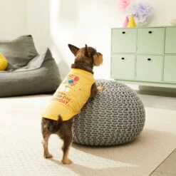 Frisco Llama-zing Birthday Dog & Cat T-Shirt -Frisco 191240 PT4. AC SS1800 V1582053521