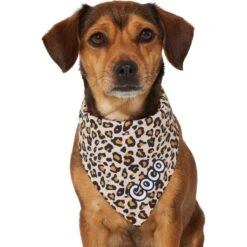 Frisco Leopard Print Personalized Dog & Cat Bandana 16 Frisco Leopard Print Personalized Dog & Cat Bandana -Frisco 267543 PT7. AC SS1800 V1623164552
