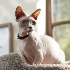 Frisco Nylon Personalized Breakaway Cat Collar With Bell -Frisco 270731 PT6. AC SS1800 V1629992558