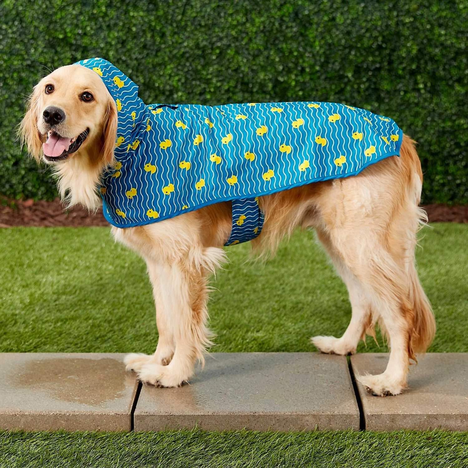 Frisco Lightweight Rainy Days Dog Raincoat & Frisco Lightweight Rubber Ducky Dog Raincoat 10 Frisco Lightweight Rainy Days Dog Raincoat & Frisco Lightweight Rubber Ducky Dog Raincoat - Image 8