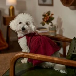 Frisco Sleepy Face Dog & Cat Dress -Frisco 353657 PT6. AC SS1800 V1660750164