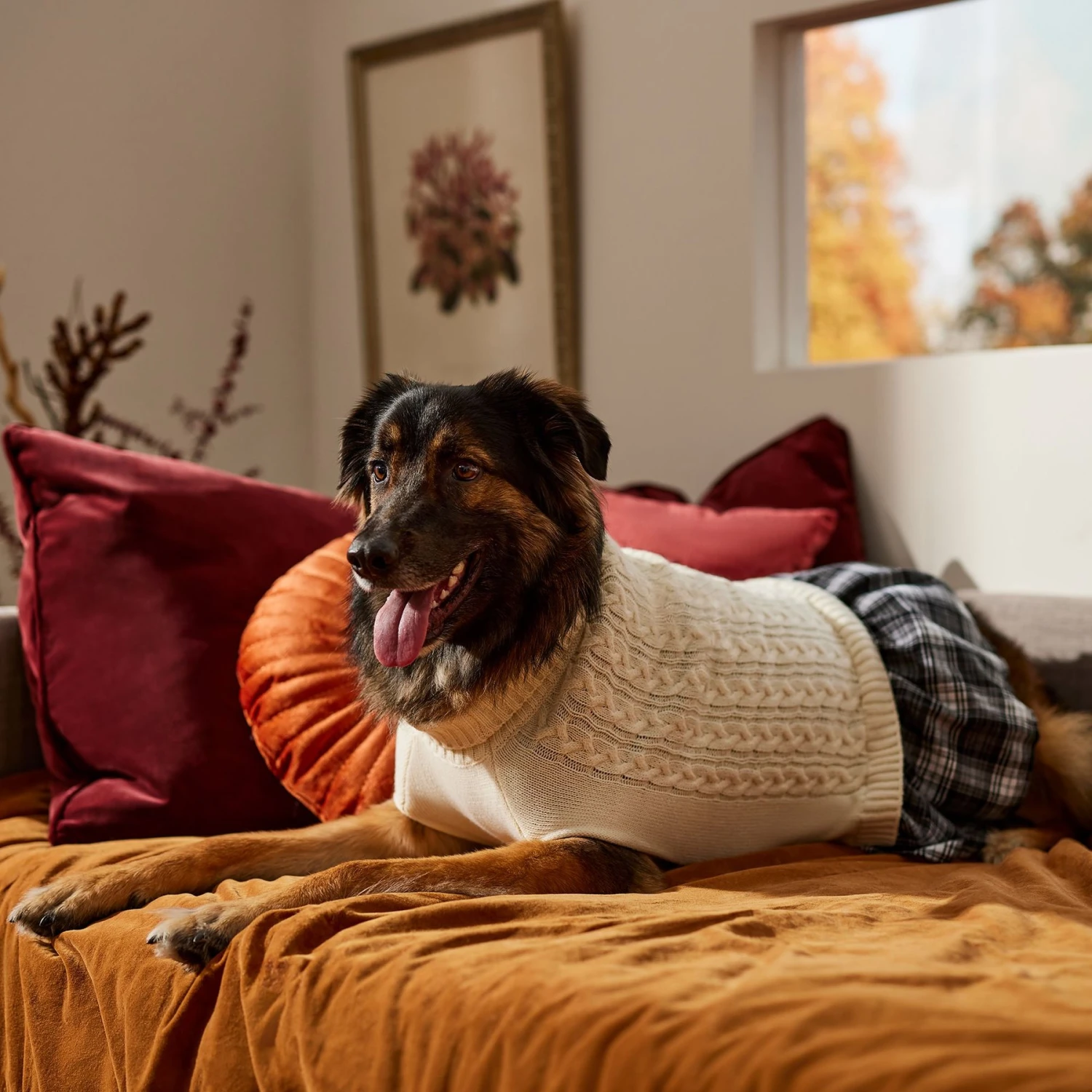 Frisco Plaid Dog & Cat Sweater Dress 8 Frisco Plaid Dog & Cat Sweater Dress - Image 6