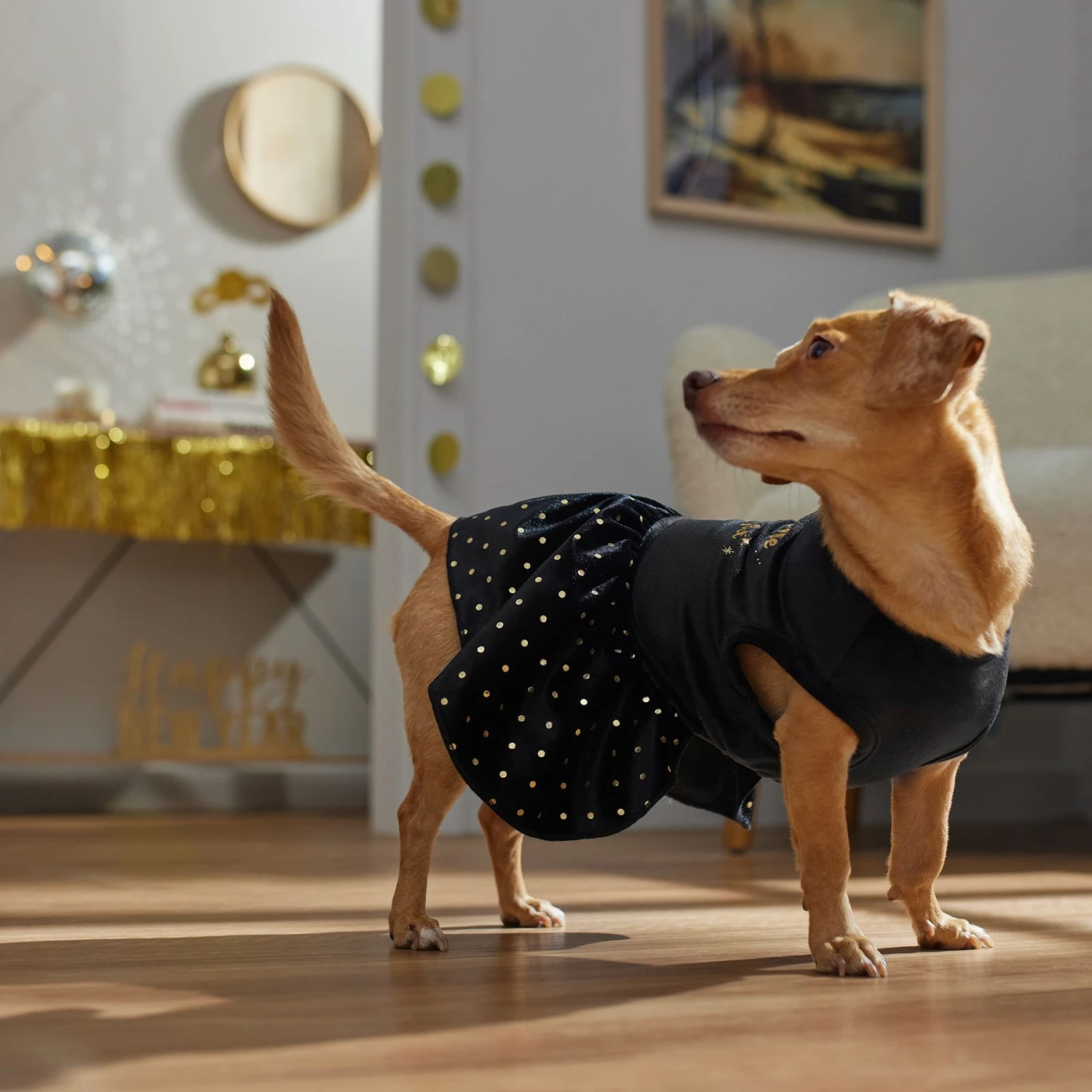 Frisco Kiss Me At Midnight Dog & Cat Dress 8 Frisco Kiss Me At Midnight Dog & Cat Dress - Image 6