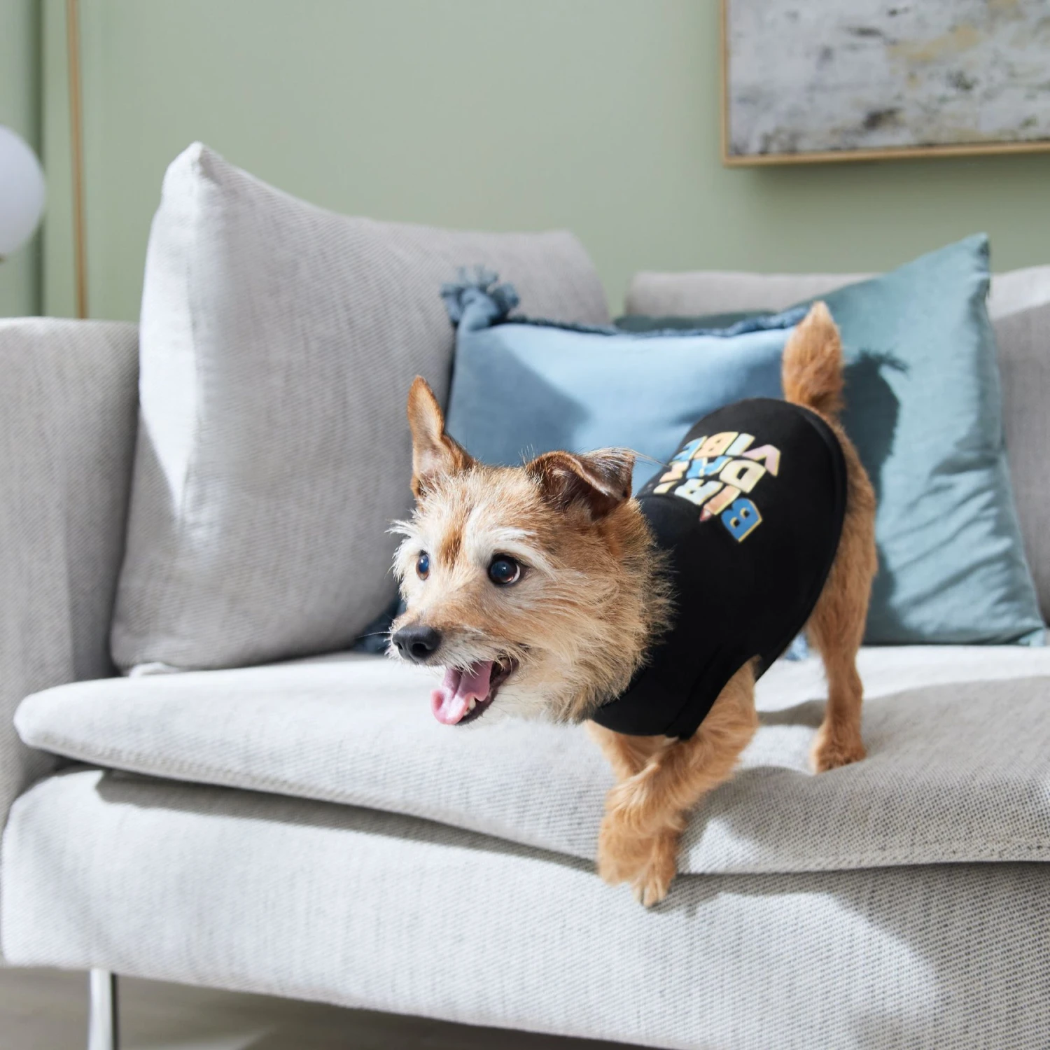 Frisco Birthday Vibe Dog & Cat T-Shirt 8 Frisco Birthday Vibe Dog & Cat T-Shirt - Image 6