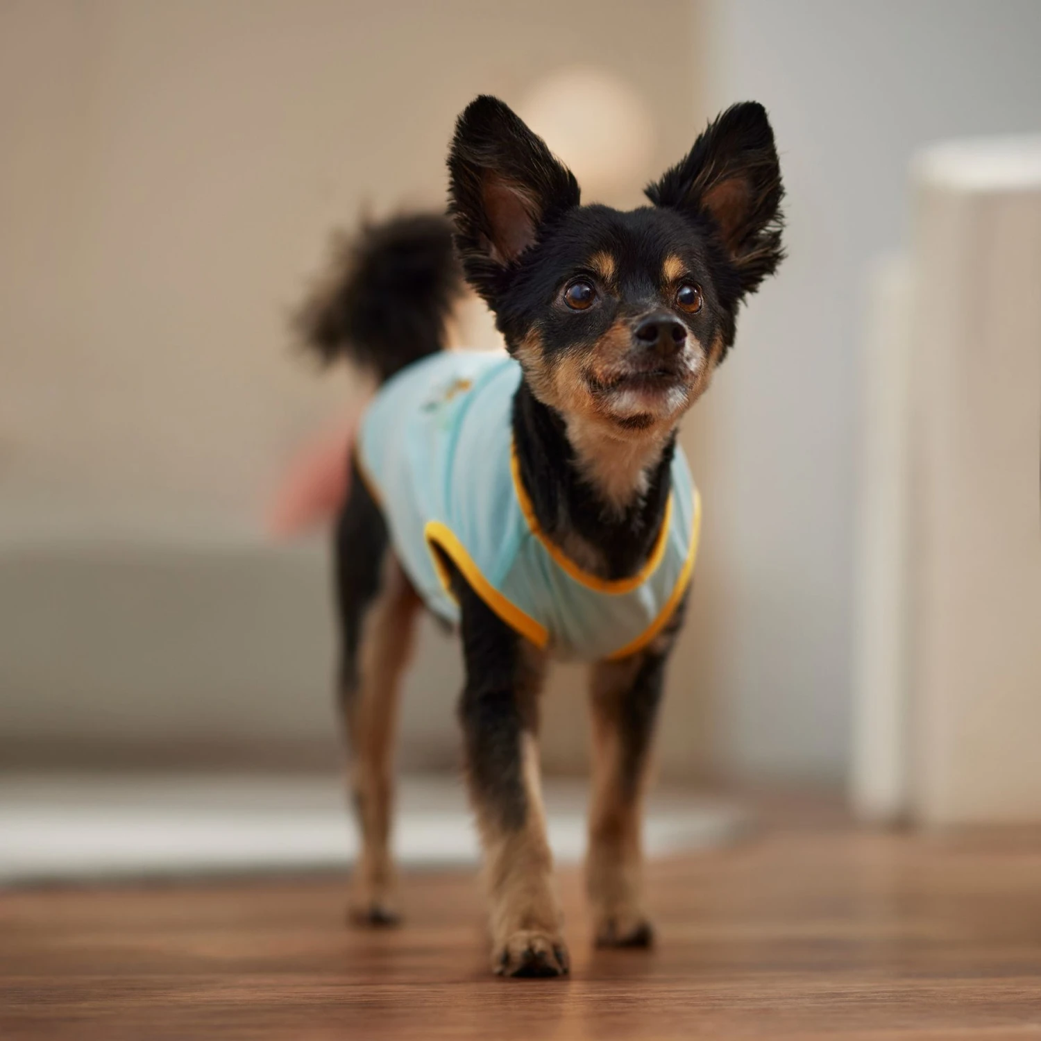 Frisco Just Another Day In Paradise Dog & Cat T-Shirt 8 Frisco Just Another Day In Paradise Dog & Cat T-Shirt - Image 6