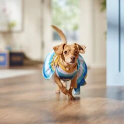 Frisco Beach Vibes Dog & Cat Dress -Frisco 556934 PT5. AC SS1800 V1675280724