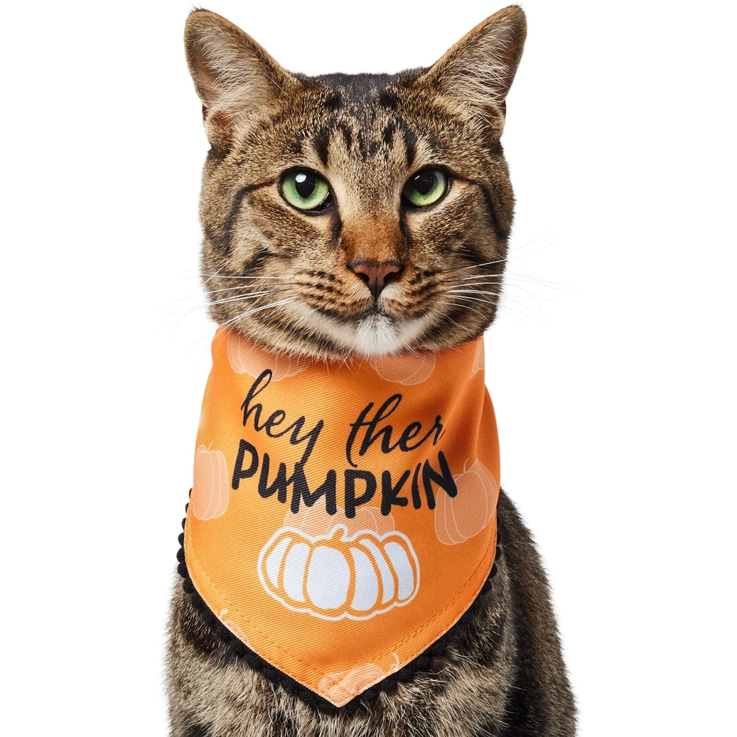 Frisco Hey There Pumpkin Dog & Cat Bandana 3 Frisco Hey There Pumpkin Dog & Cat Bandana