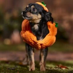Frisco Pumpkin Ball Dog & Cat Costume -Frisco 708902 PT7. AC SS1800 V1689282553